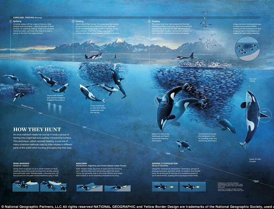An orca carousel feeding scene